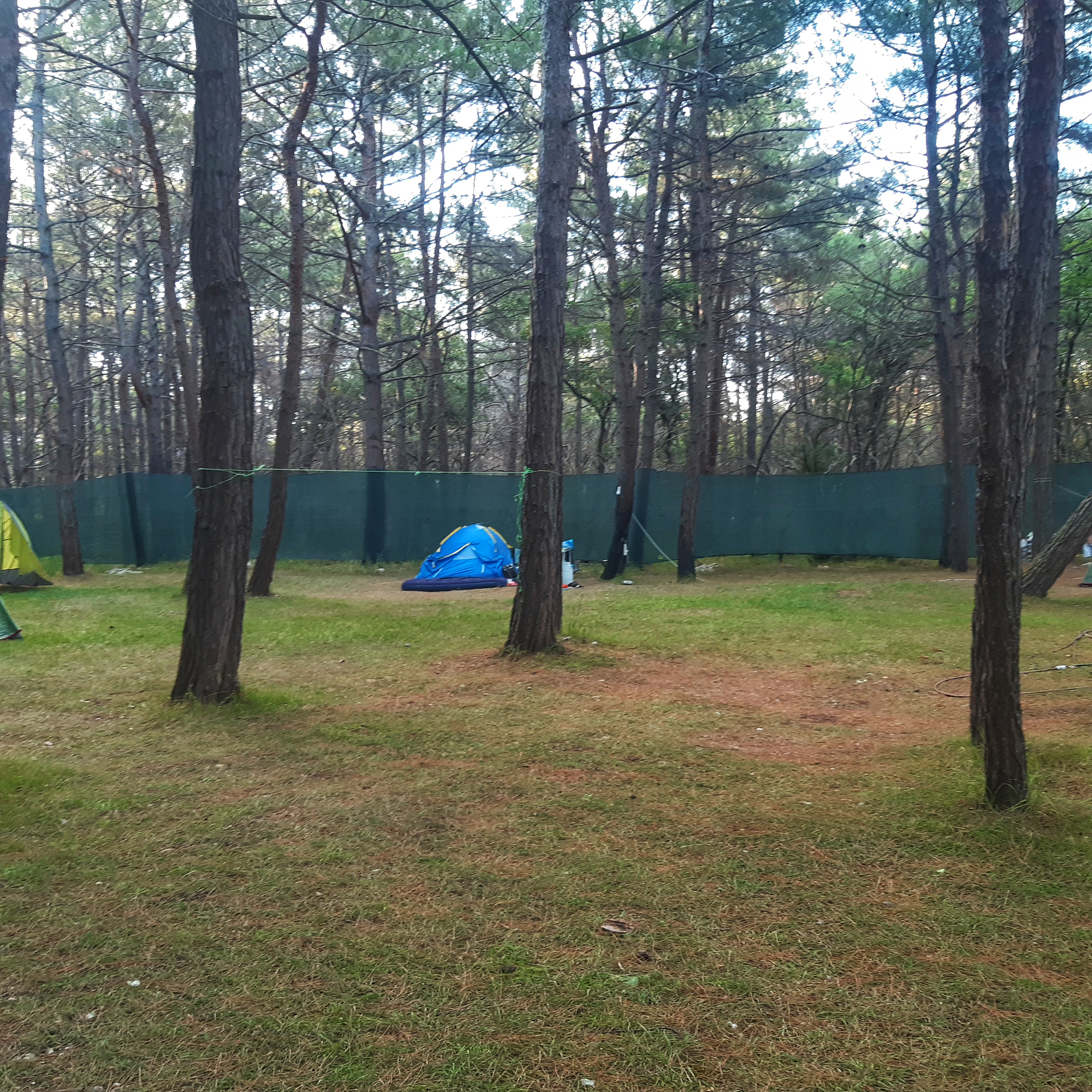 Фото Под соснами