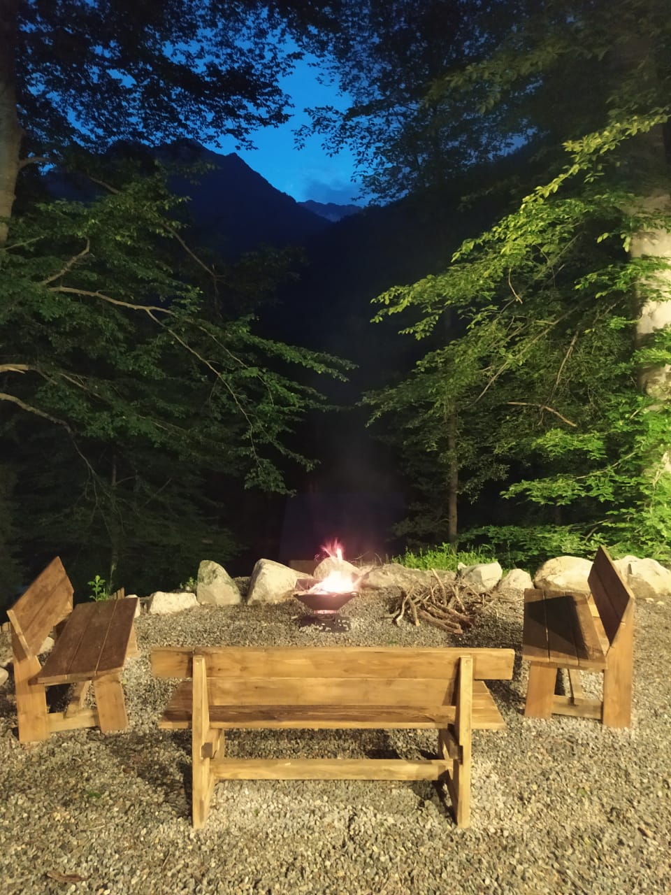 Фото Ягодный тис