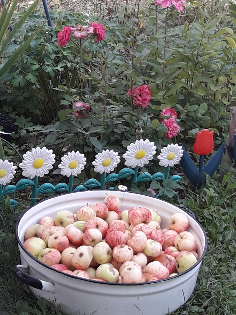 Gardeners' partnerships and societies Садовое некоммерческое товарищество Ягодка, Kaluga Oblast, photo