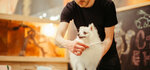 Pet Me (118/1, Ponderosa, Wadi Al Safa 5, Dubai Land, Dubai), pet salon