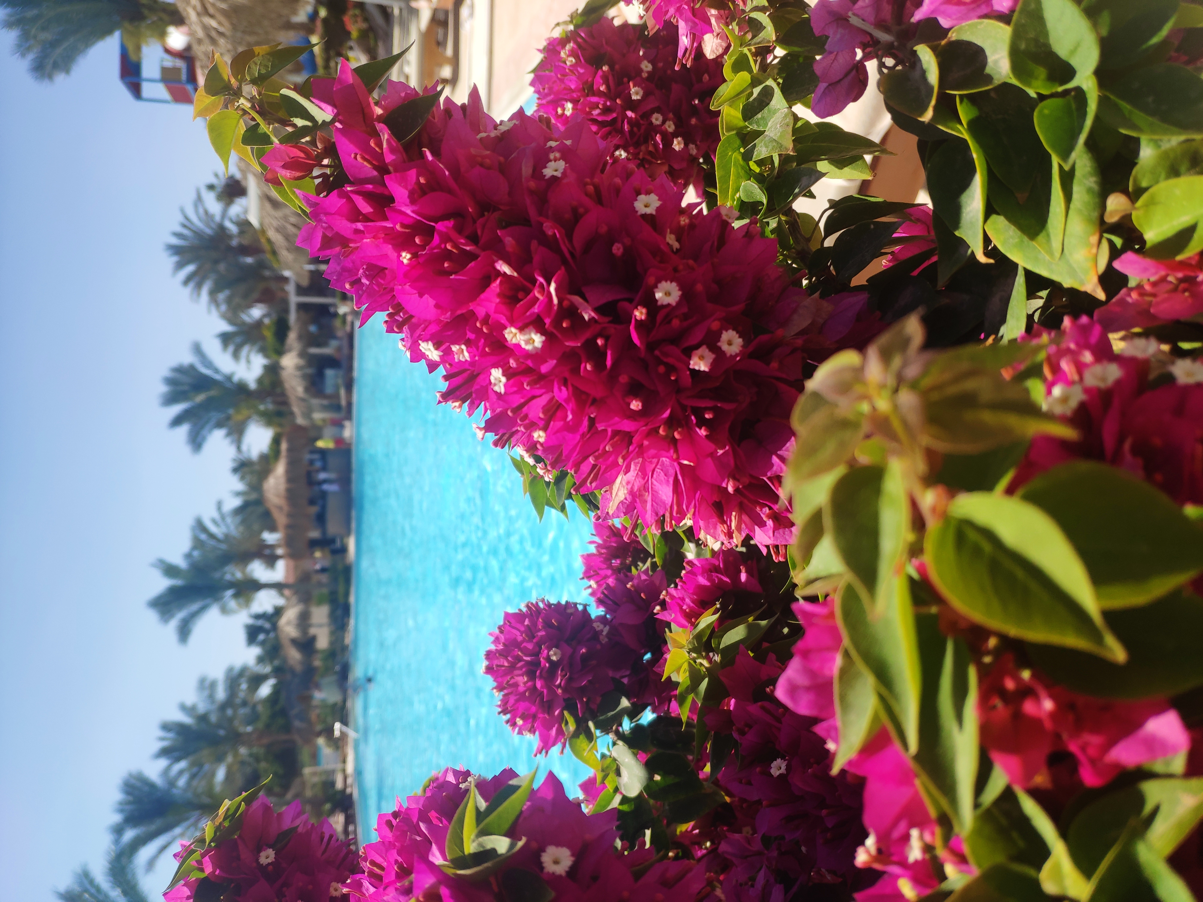 Фото Sunrise Aqua Joy Resort