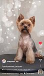 Nice groom (Kirova Avenue, 71), pet salon