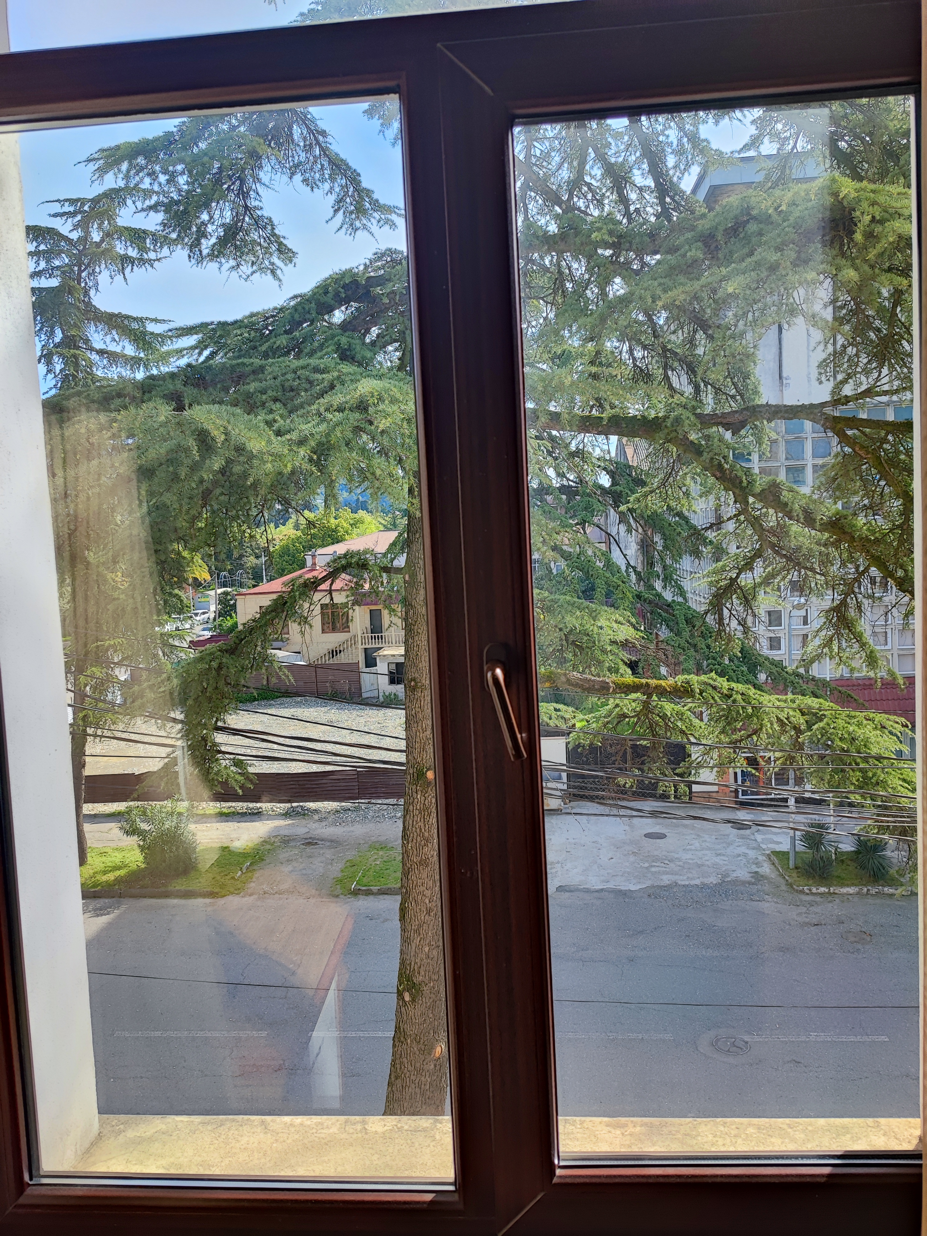 Фото Диоскурия