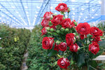 Декоративно-цветочные культуры (Oranzhereynaya ulitsa, 24), management company