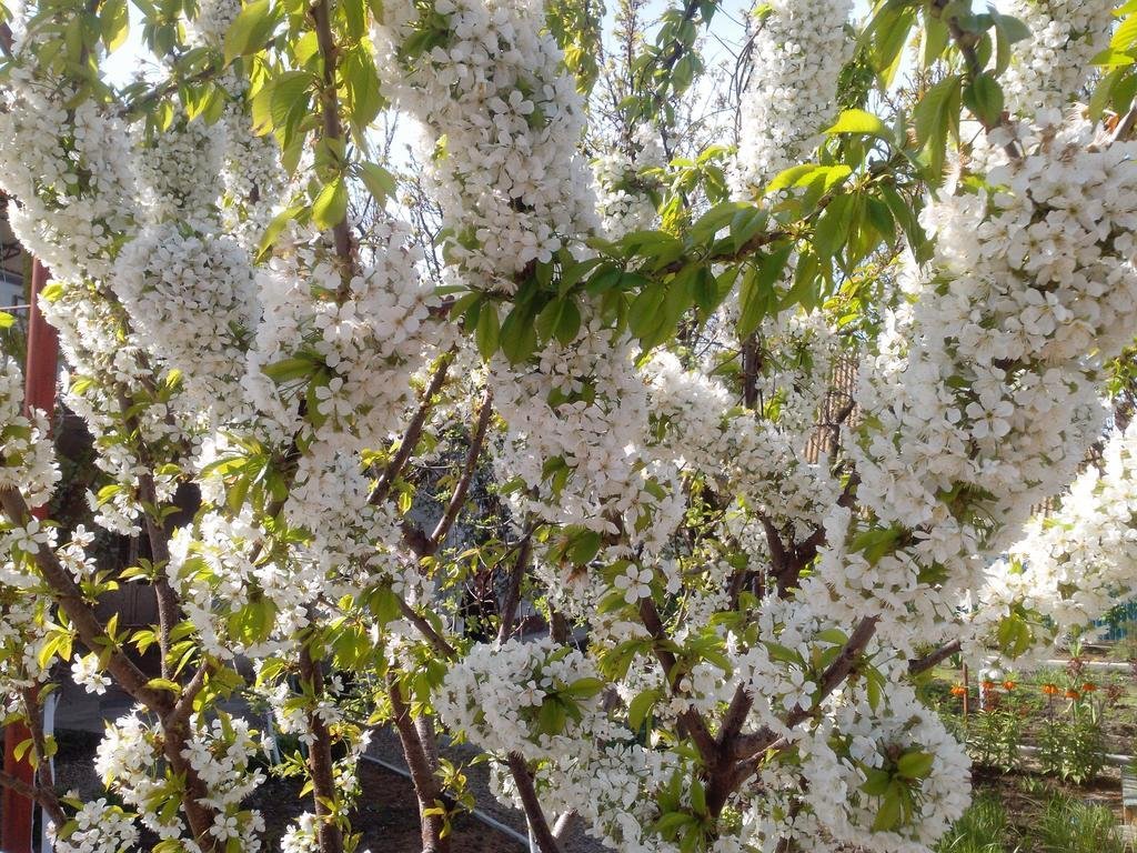 Фото Севилия Парк Отель