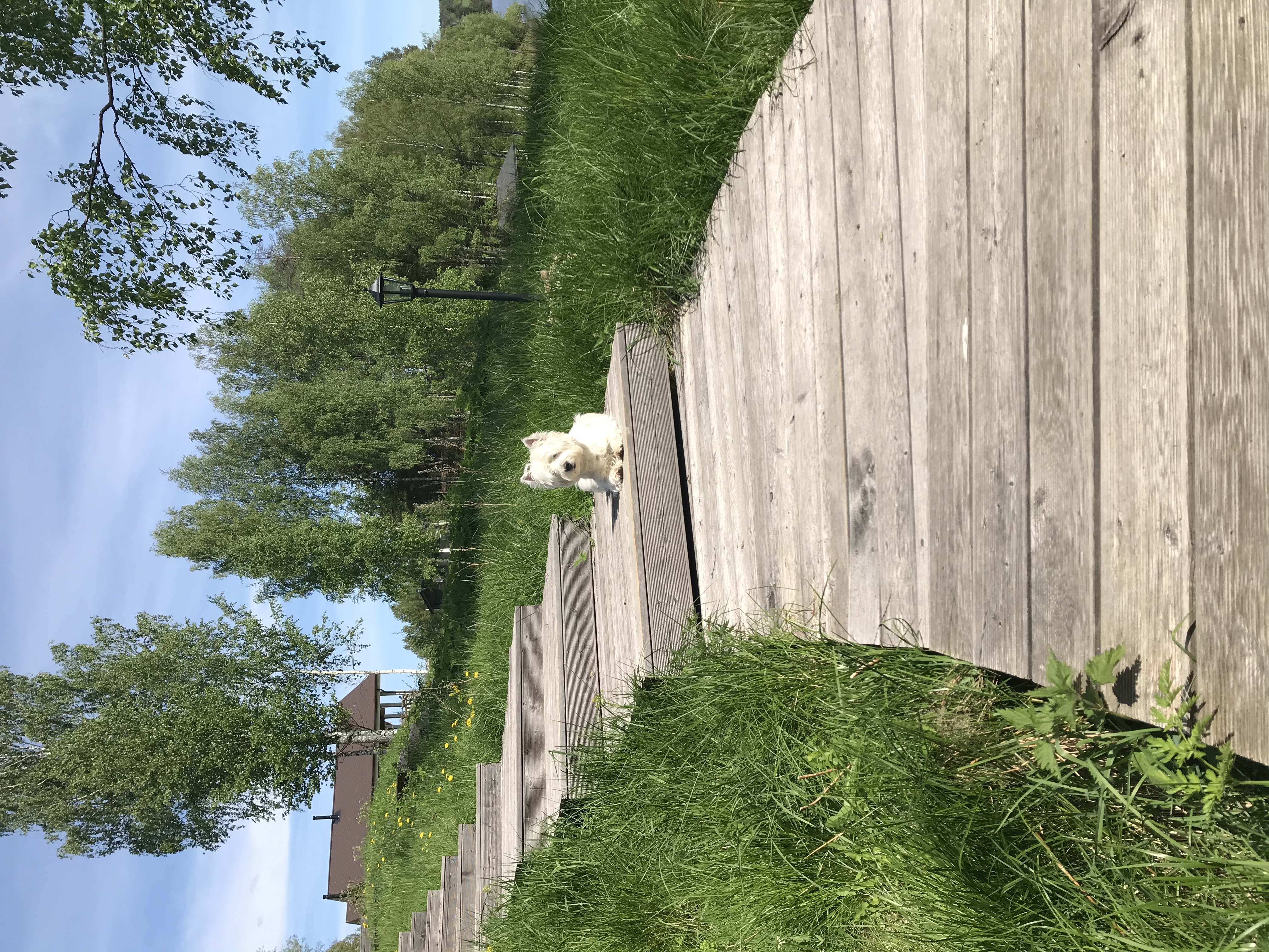 Фото Forrest Lodge Karelia