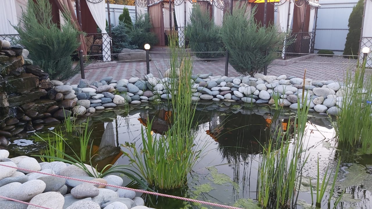 Фото Белые ивы