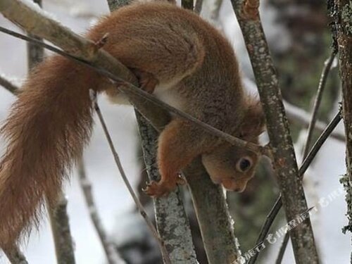 Гостиница BCC Lochness Cottages в Области Хайленд