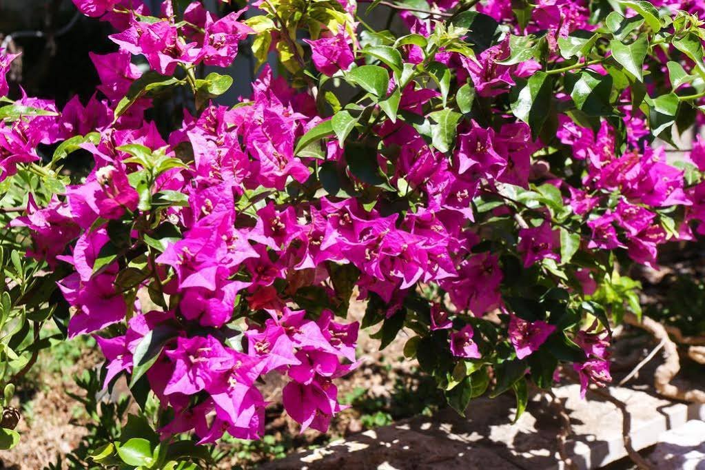 Фото Apartment Niki