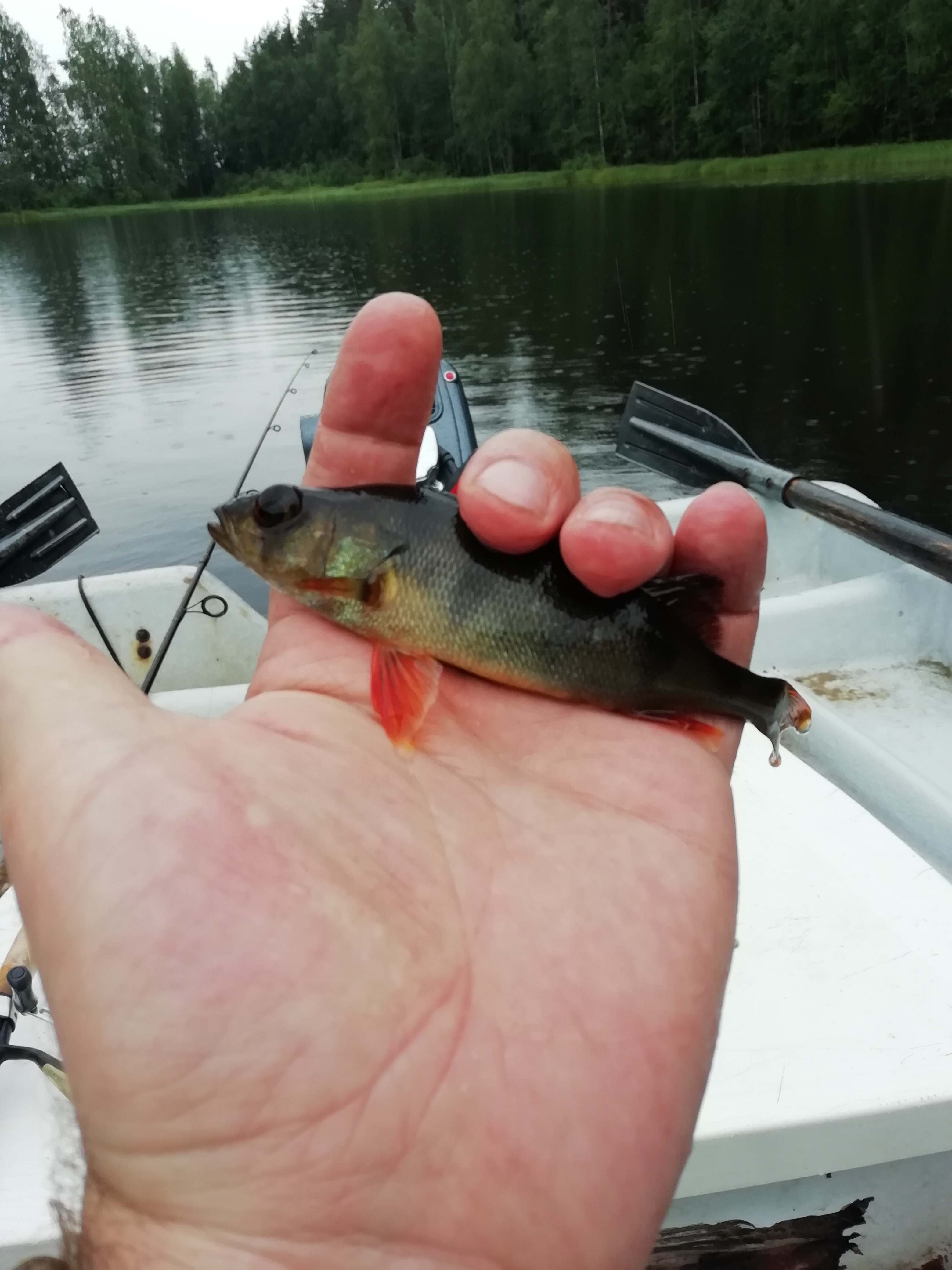 Фото Умосту