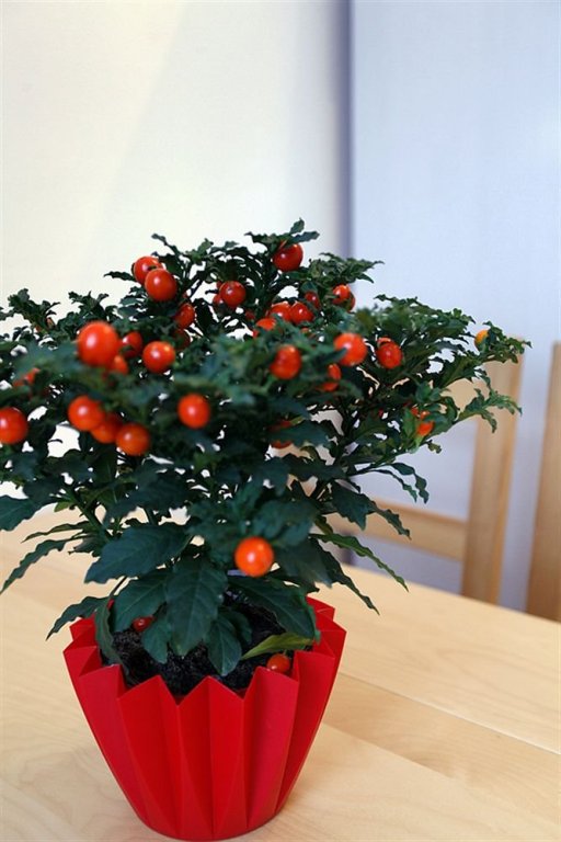 Фото Hotel and Apartments Jacob