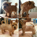 Helena Grooming (derevnya Ostrovtsy, Novye Ostrovtsy Subdistrict, Baulinskaya ulitsa, 3), pet salon