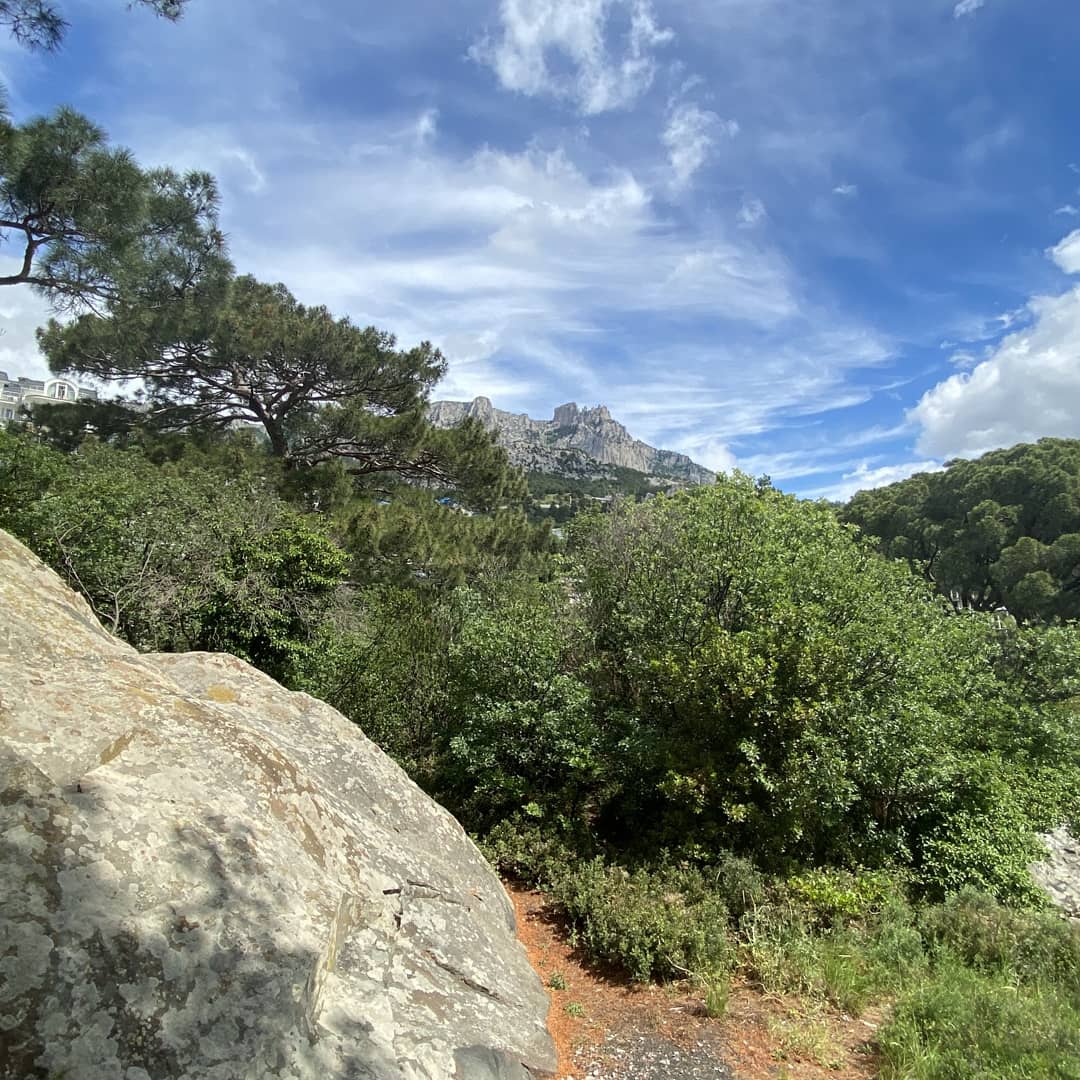 Фото Камелия