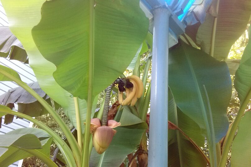 Фото Бамбучок