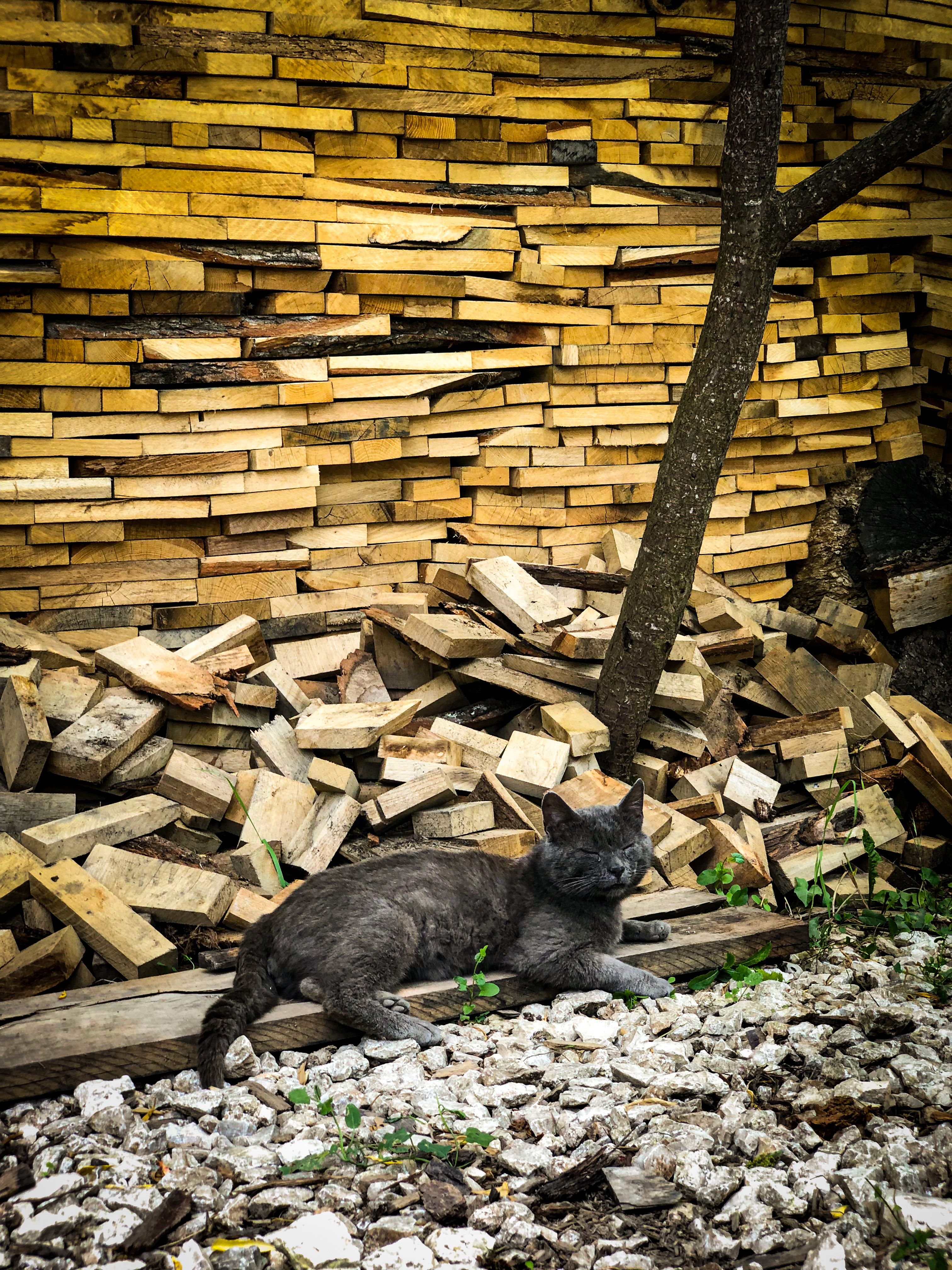 Фото Зелёный уголок
