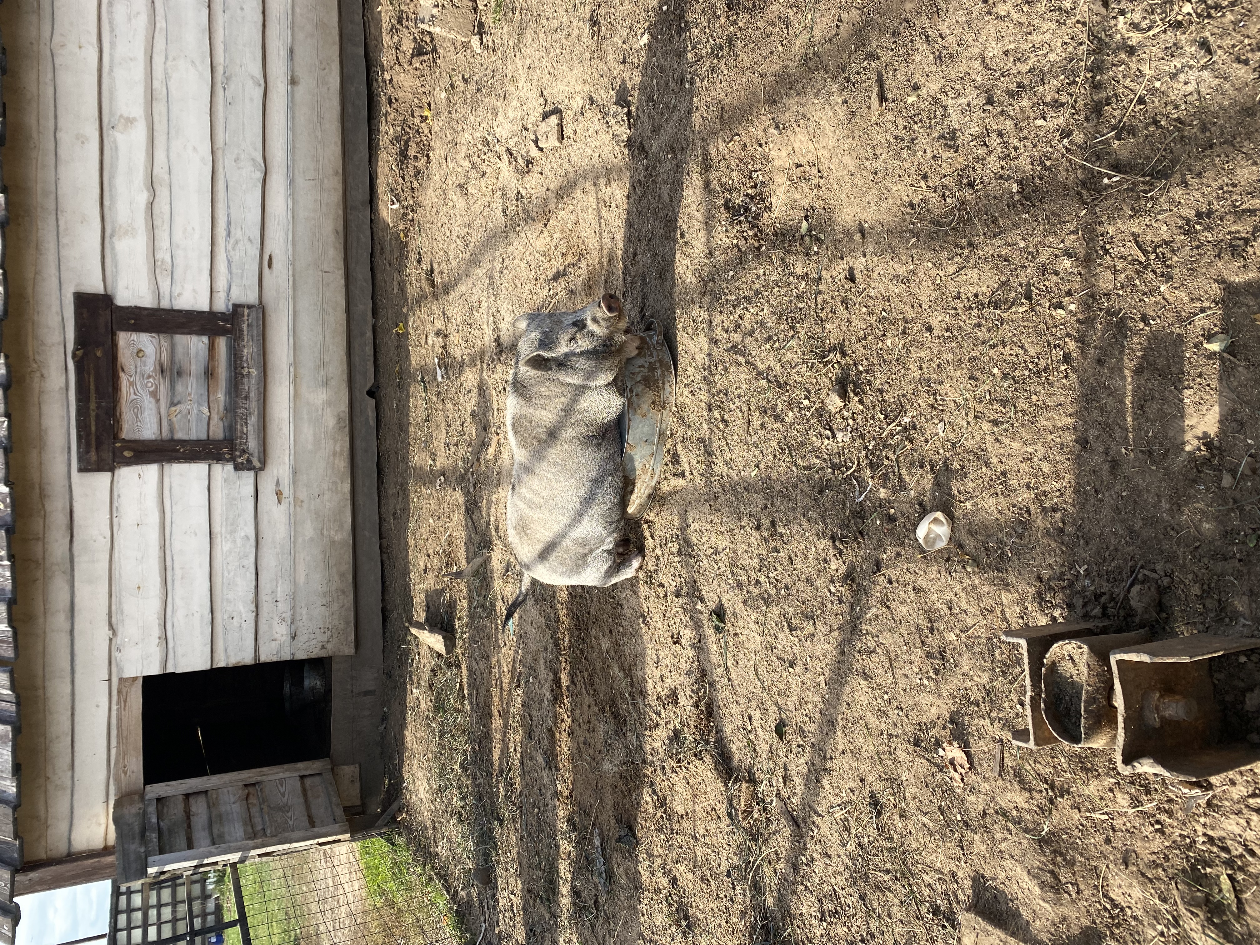 Фото Авиатор