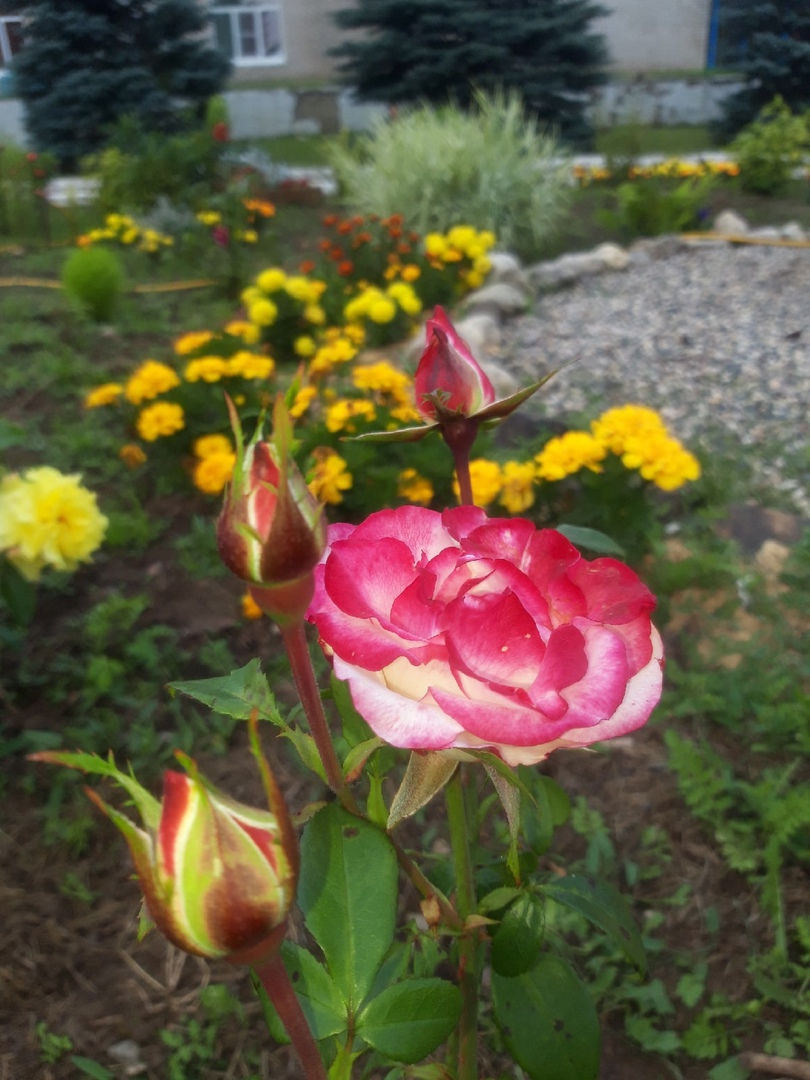 Фото Каменная гора