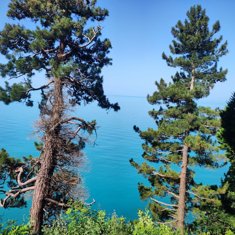 Фото Парк отель Небуг