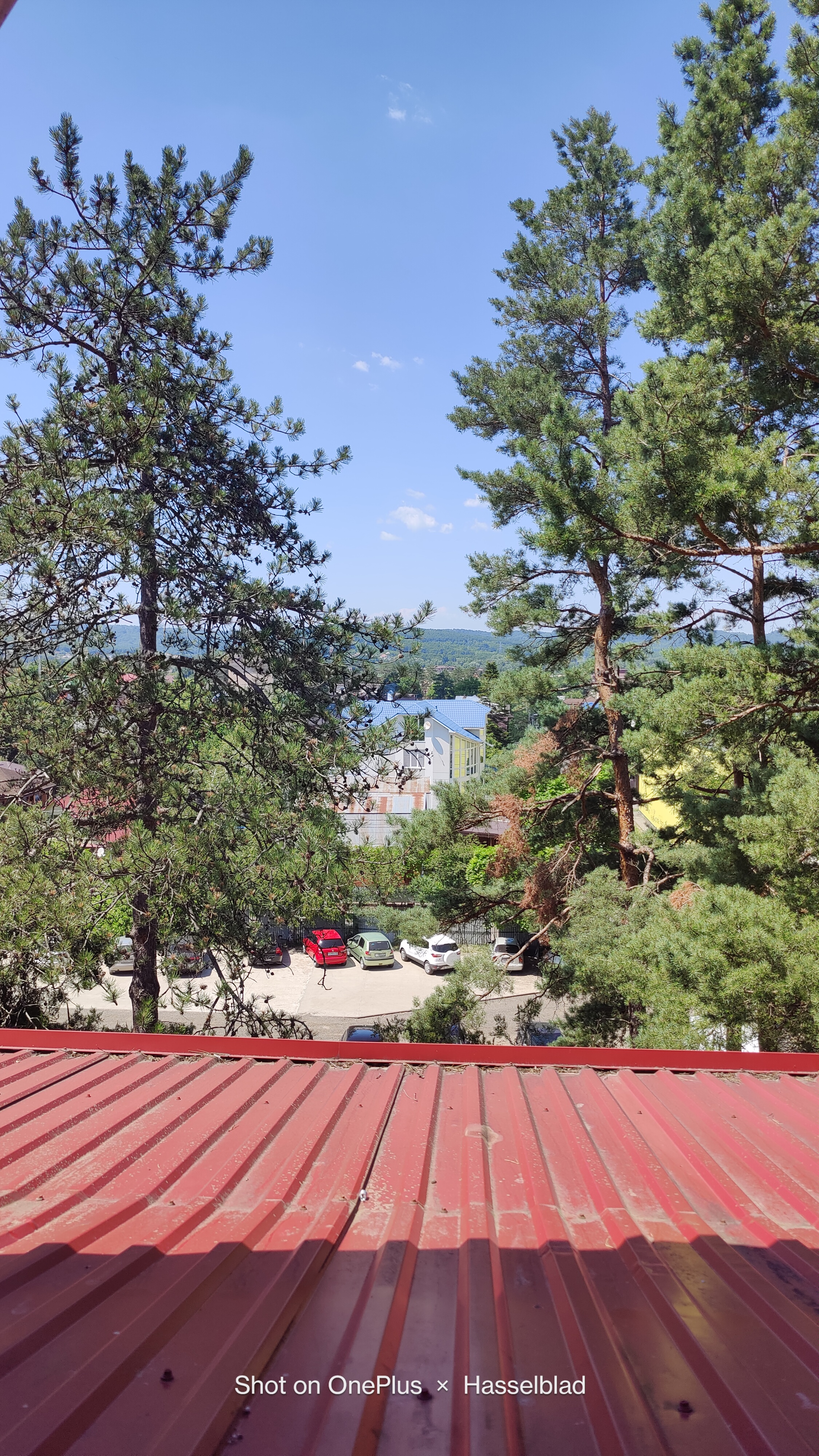 Фото Берёзка