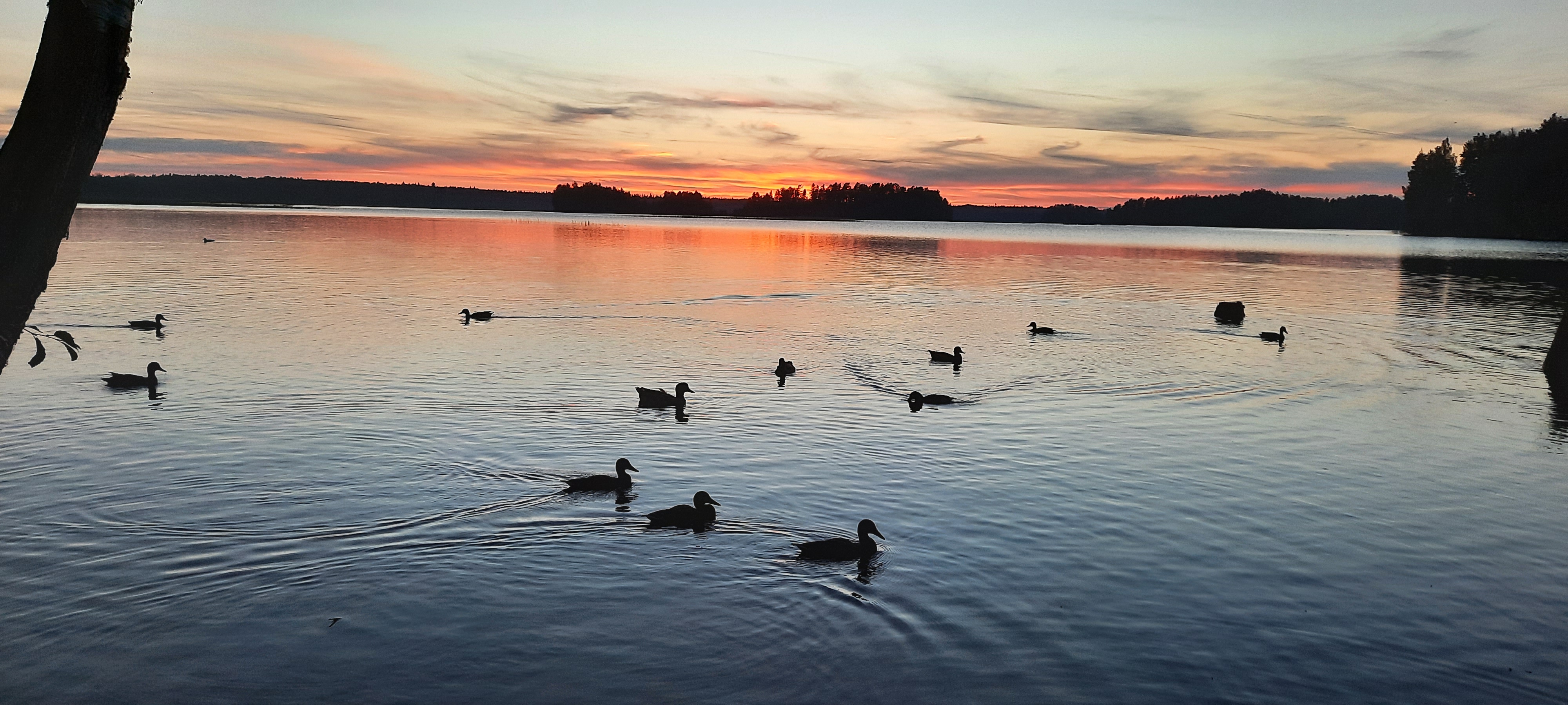 Фото Сандал