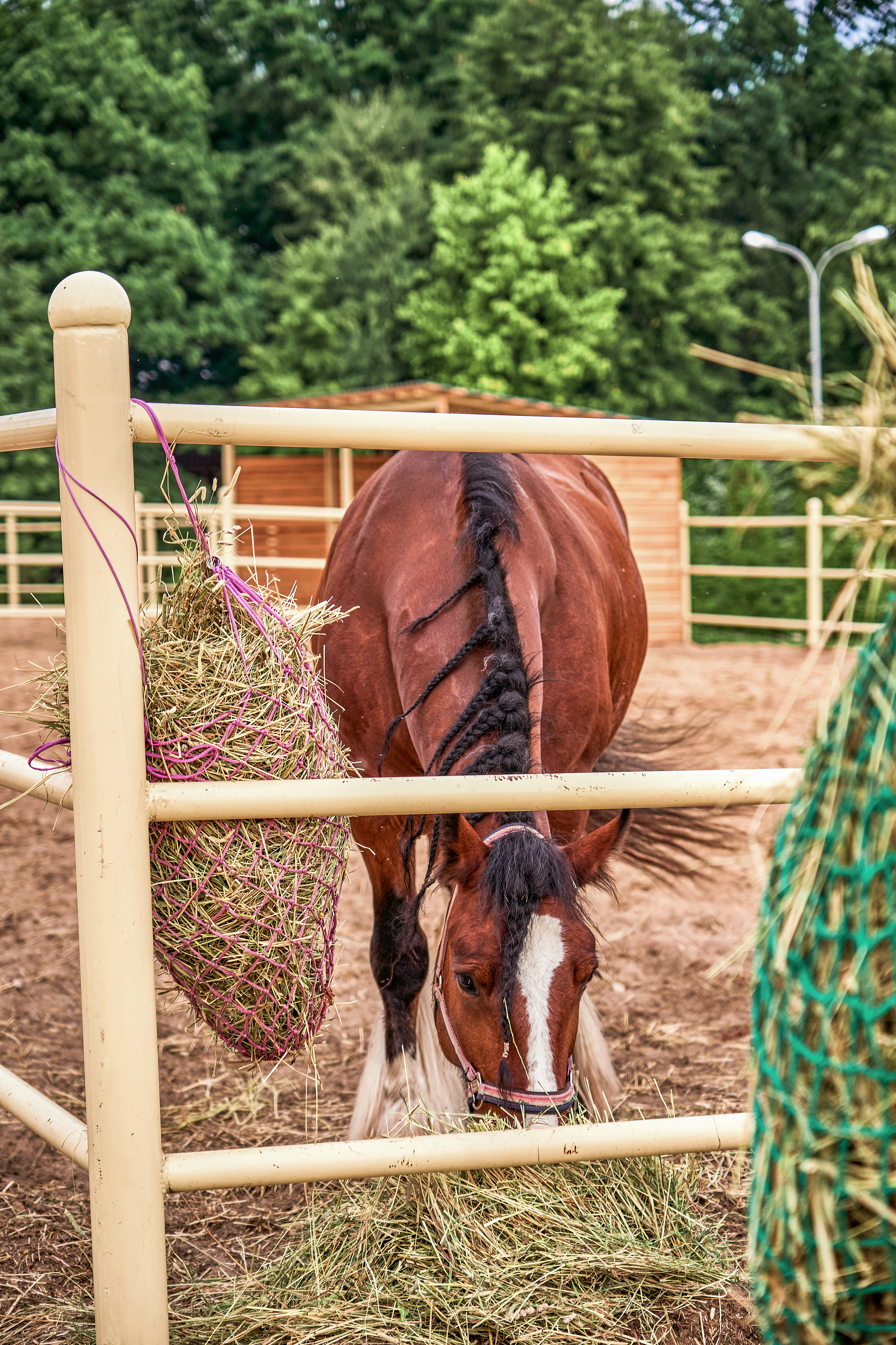 Фото Green Club Family