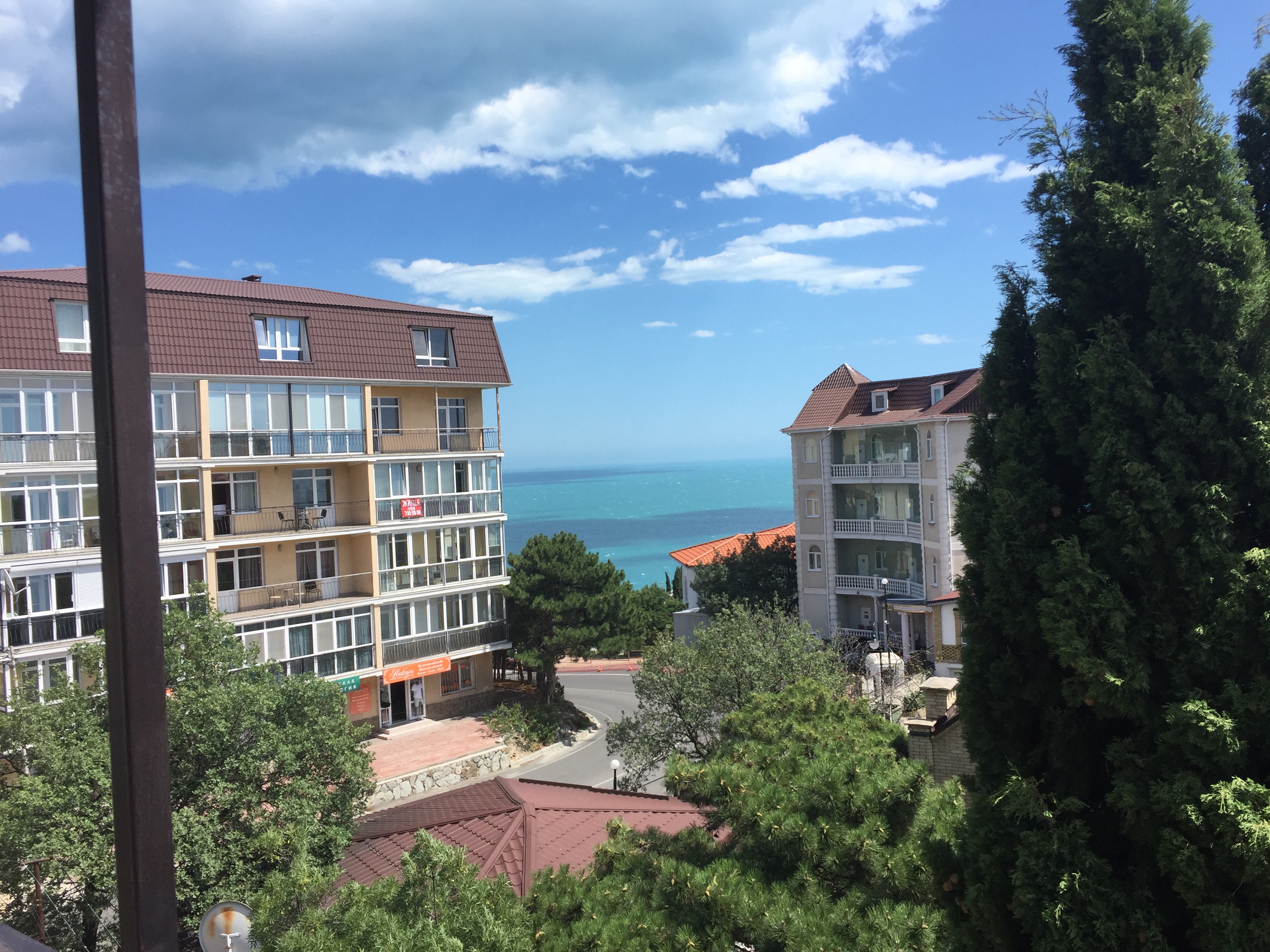 Фото Пальма