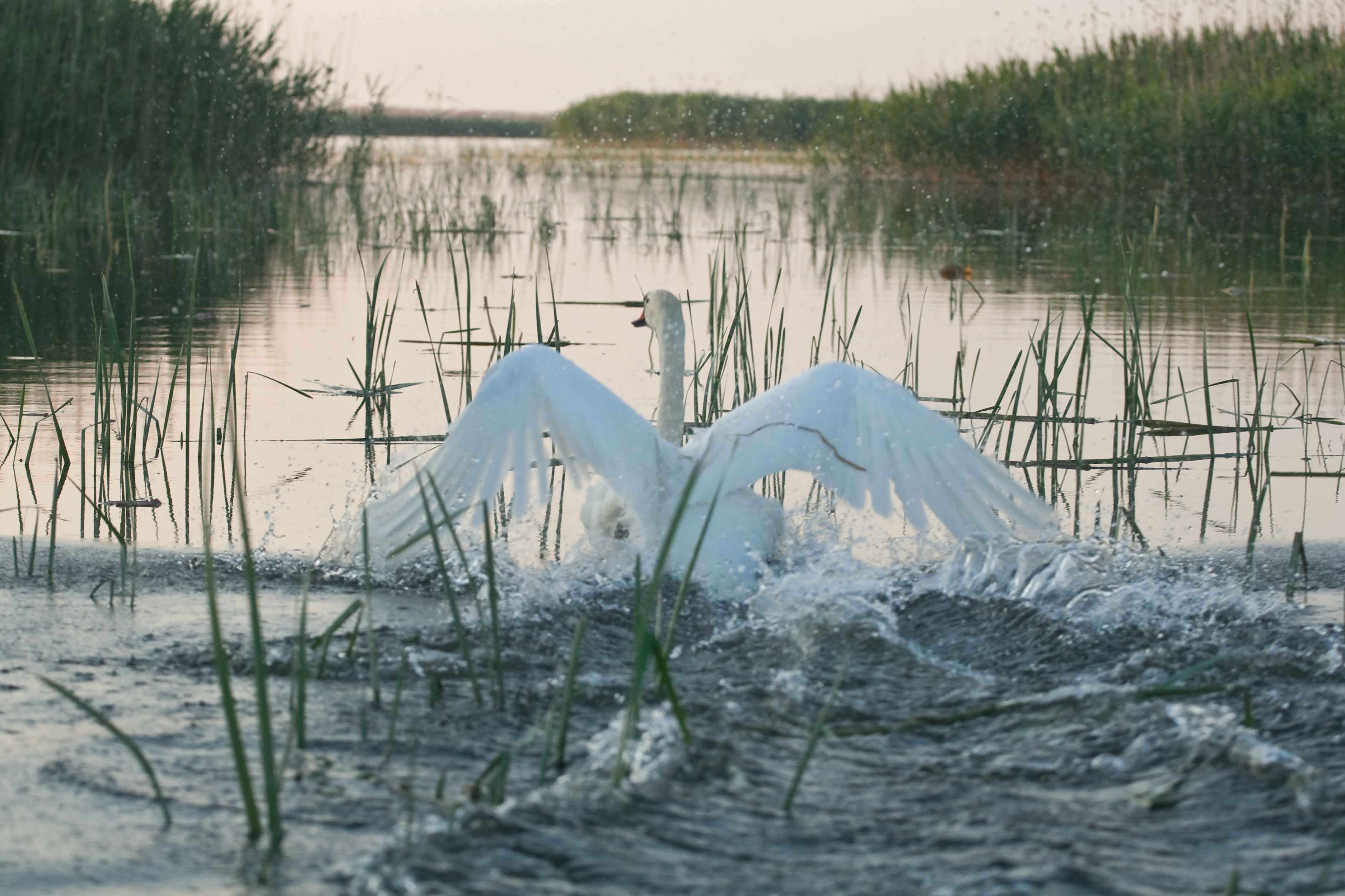 Фото Тортуга