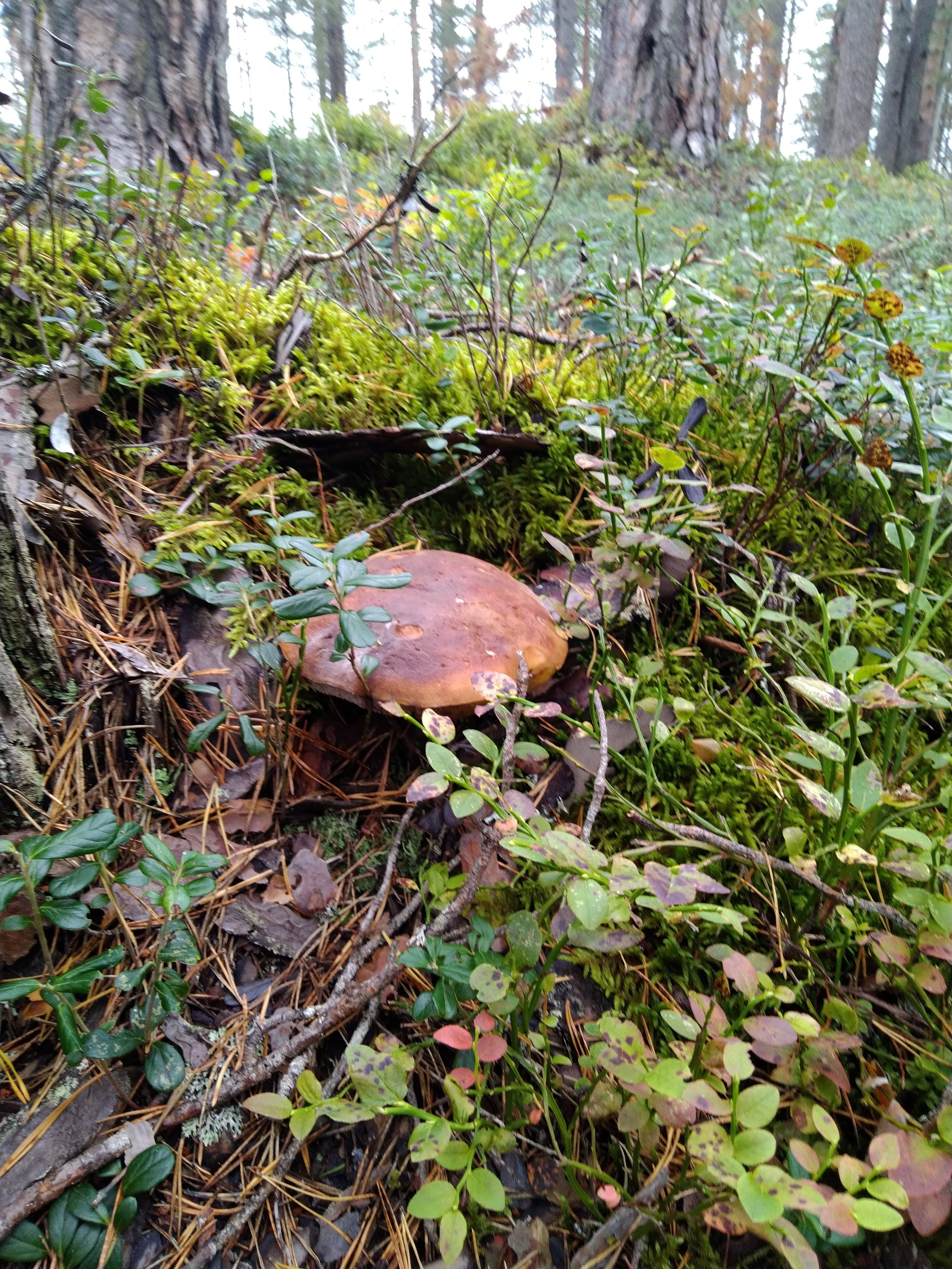 Фото Каменная гора