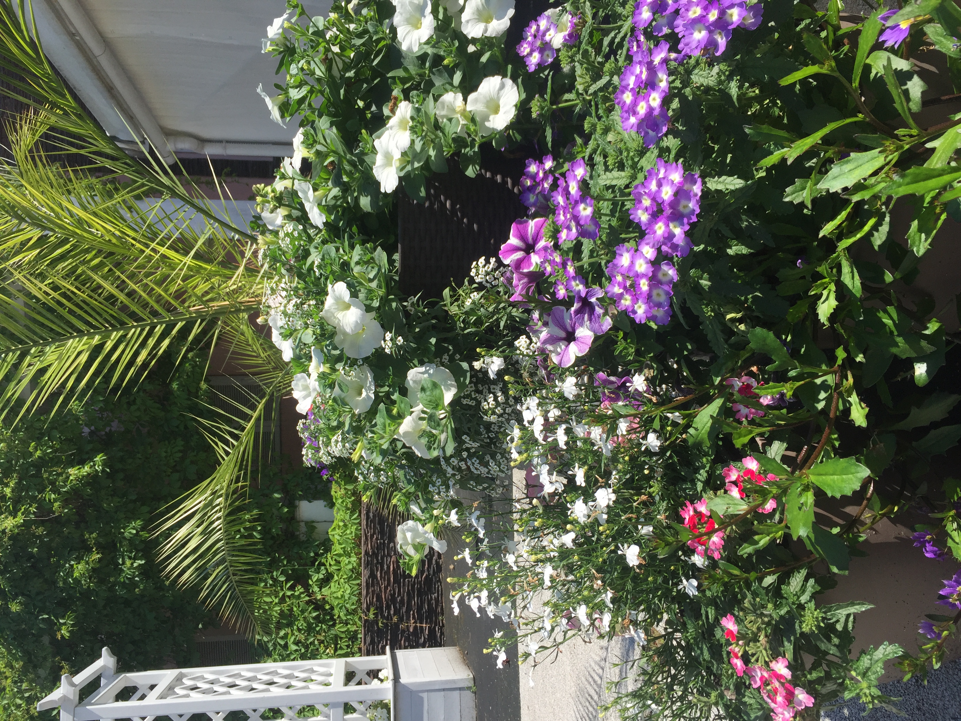 Фото Боровница