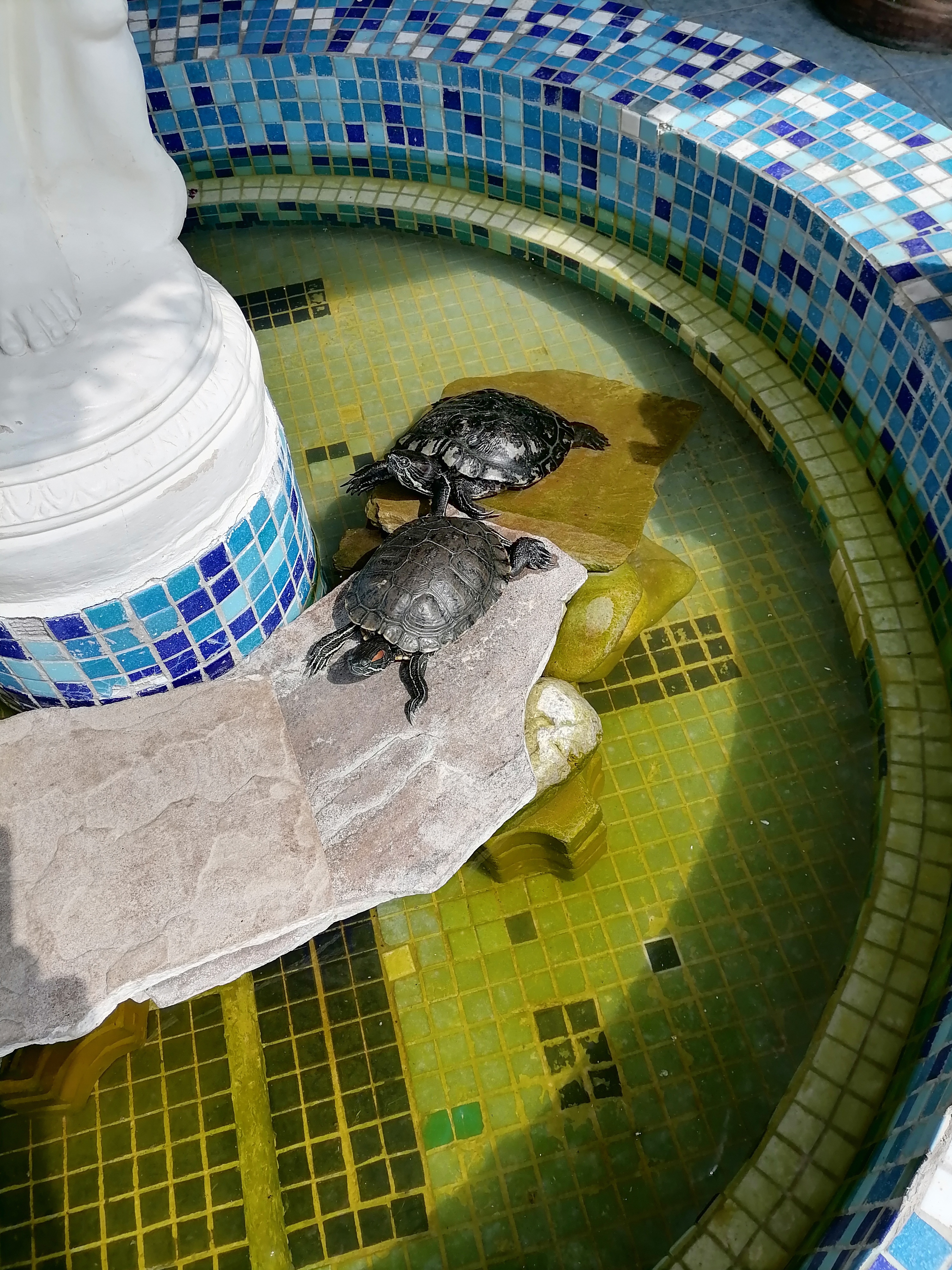 Фото Медный всадник