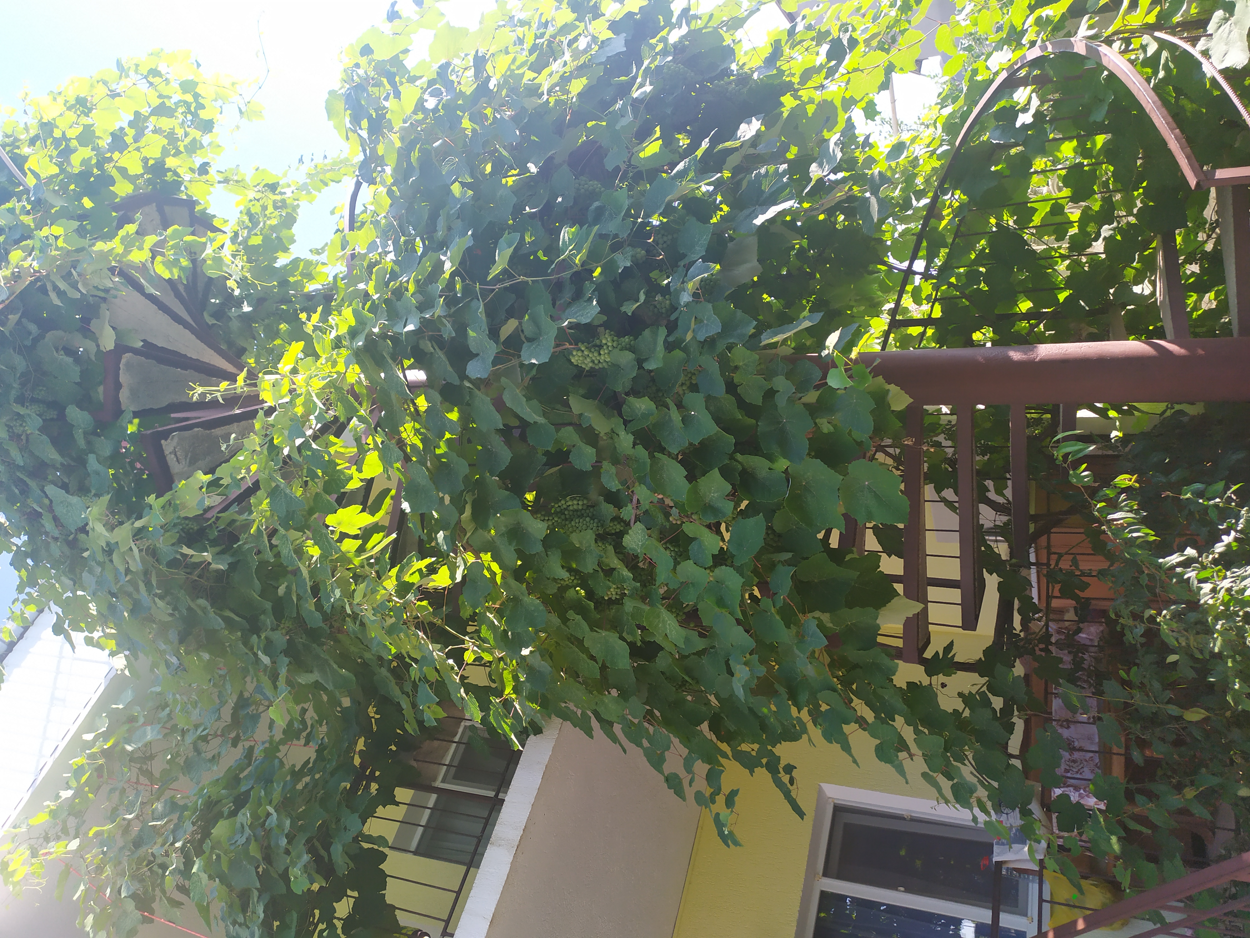 Фото Гостевой дом Роза