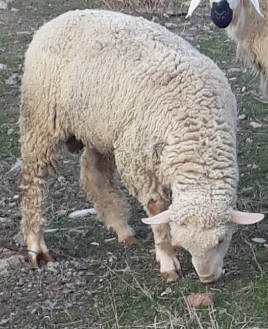 Intensive animal farming Sacrificial & Votive, Ankara, photo