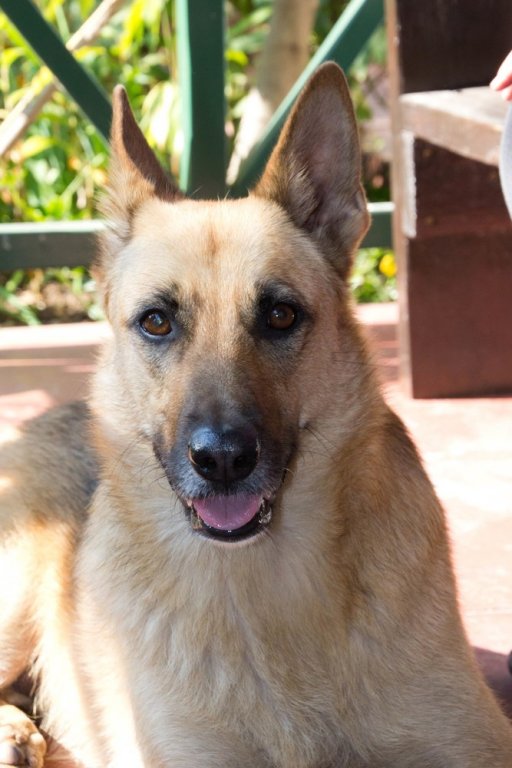 Фото Petal Faire Cottage