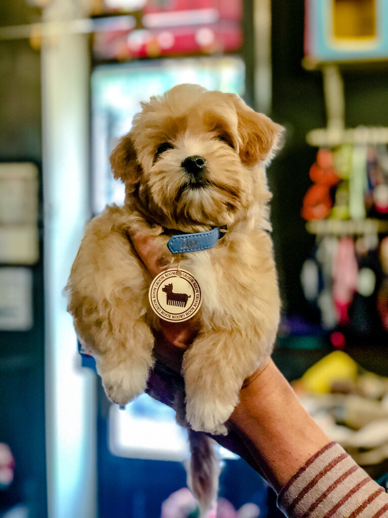 Pet salon Groom Room, Moscow, photo