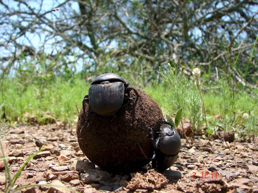Фото SpionKop Lodge