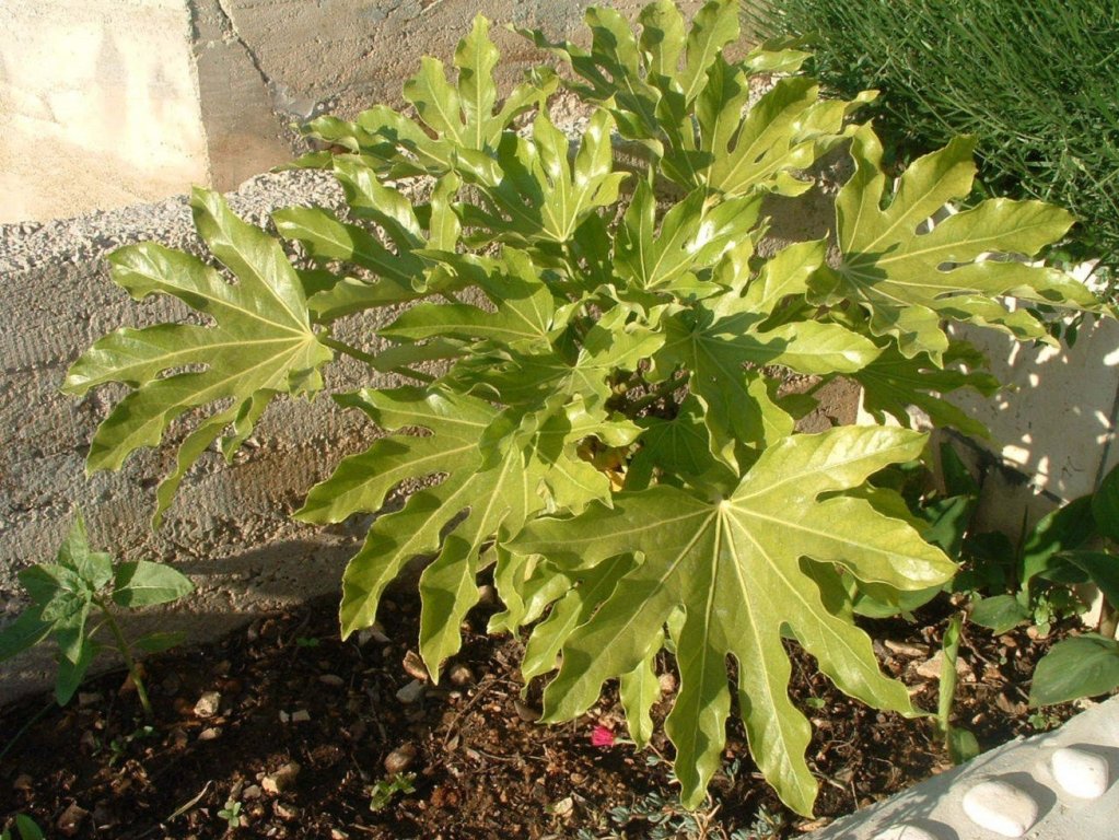 Фото Marti - Free Parking and Grill - A3 - Sunce