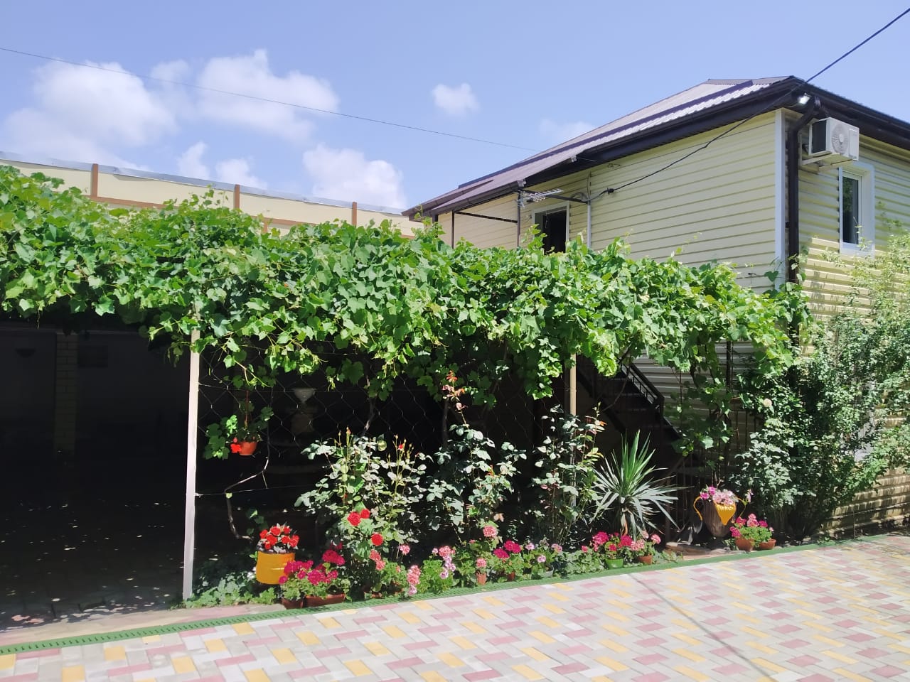 Фото Черноморская лоза