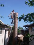 Спил Деревьев (Podolskikh Kursantov Street, 3), industrial mountaineering