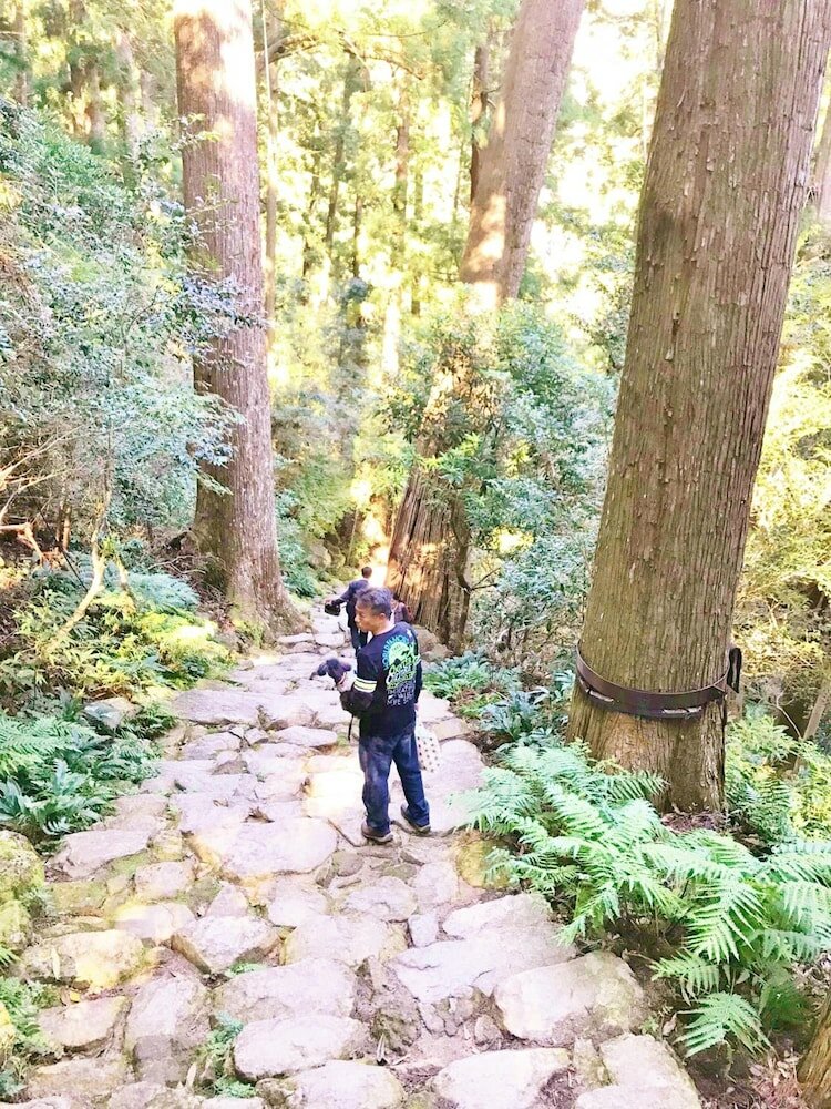 Фото Guest House Branchee