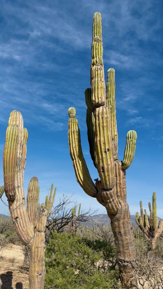 Фото ChangoMango