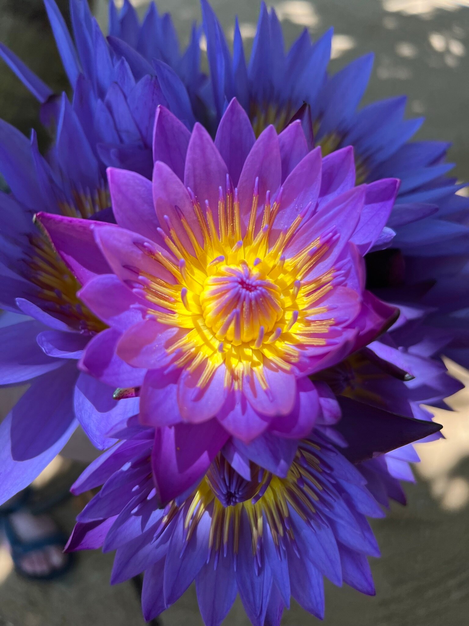 Фото Cinnamon Bey Beruwala