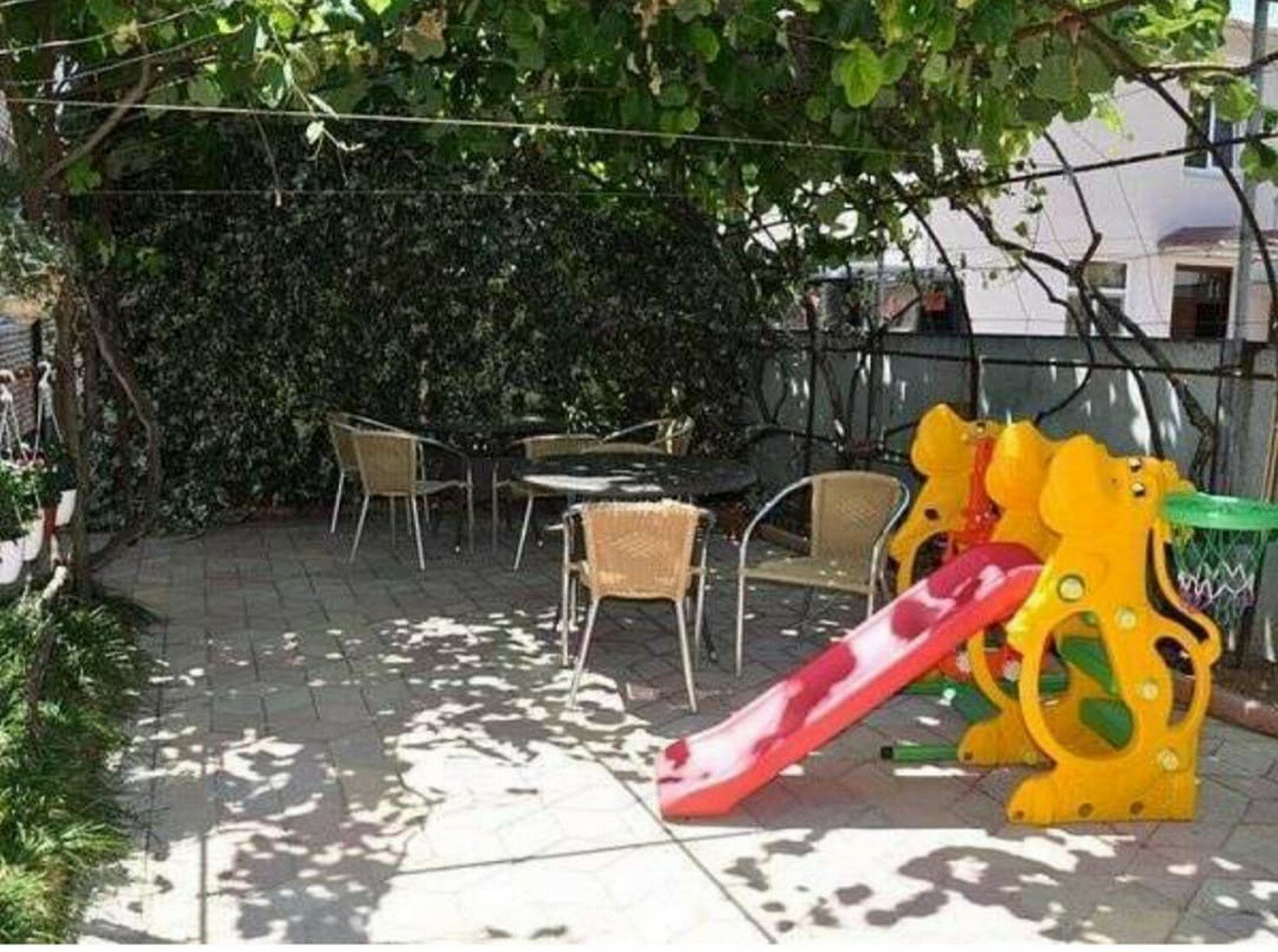 Фото Бугенвиллия