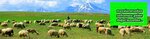 Turkey Breeding Sheep Goat Breeders Central Union (Ankara Province, Cankaya District, Hilal Mah., 699. Sok., 2) ، منظمات المجتمع