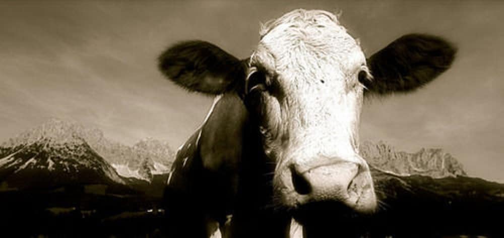 Фото Hotel Gamshof