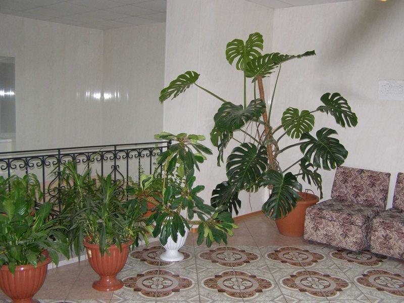 Фото Северянка