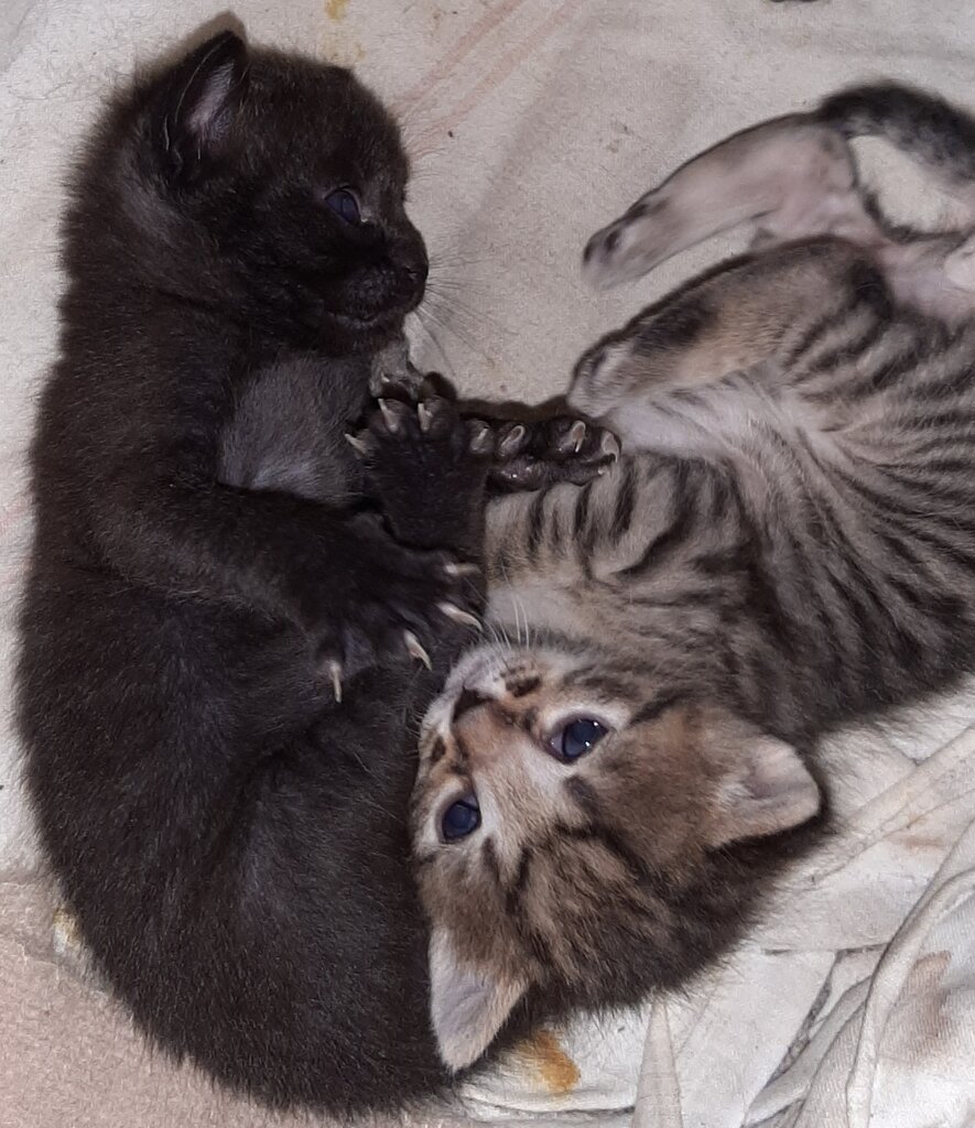 Veterinary clinic Скорая круглосуточная ветеринарная помощь, Kostroma, photo