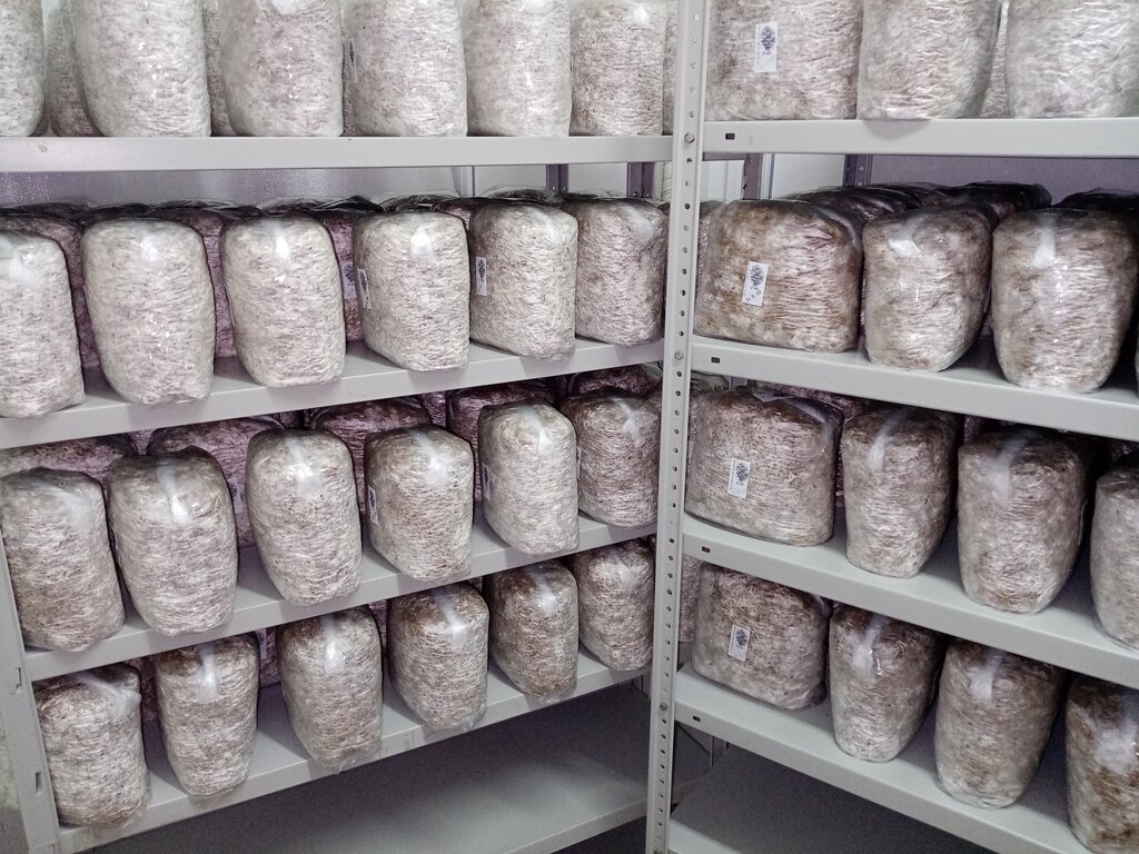 Выращивание и продажа грибов Мицелий грибов, Симферополь, фото