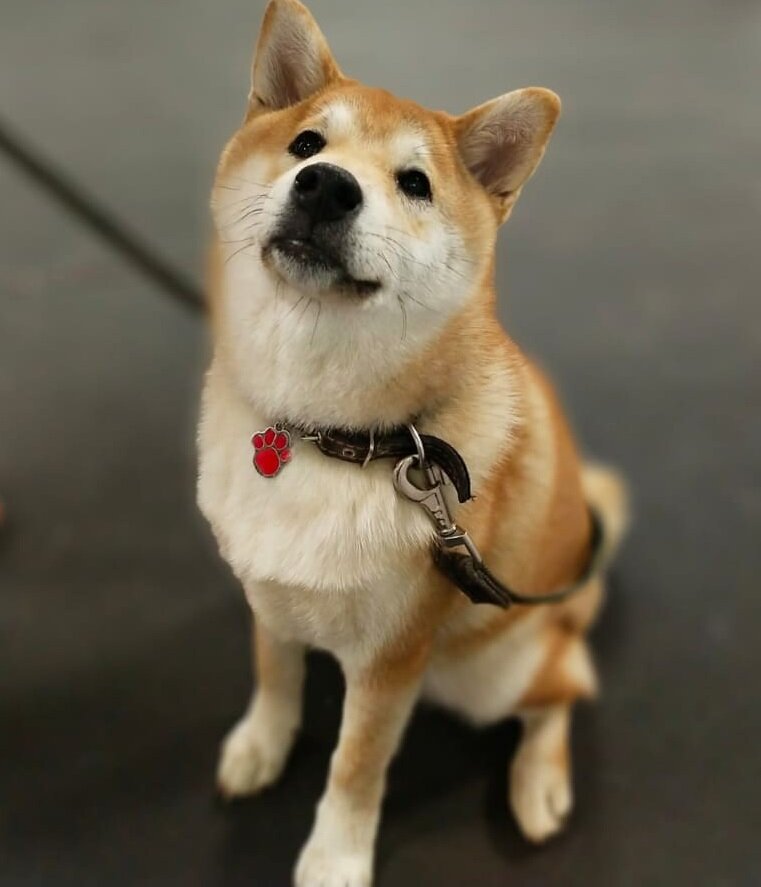 Tienda de animales Адресники для собак. магазин Бирка-Бирка, , foto