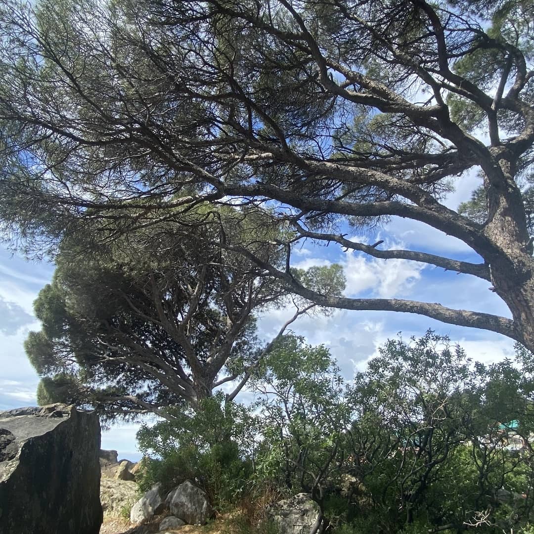 Фото Камелия