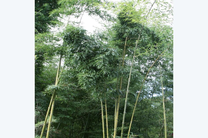 Фото Бамбучок